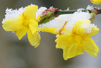 Jasminum nudiflorum Neige Mioulane MAP NPM 850278166