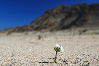 Nolana Atacama