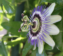 Passiflora Mioulane MAP NPM 84966002