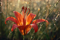 Rosee Lilium Flora