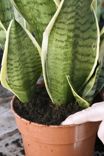 Sansevieria Test arrosage MAP SW3940 GWI