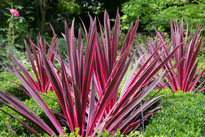 Cordyline Pink Passion Mioulane NewsJardinTV MAP NPM 85006299