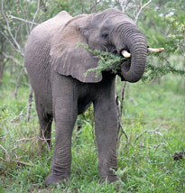 Elephant Afrique Mioulane MAP NPM 090312034