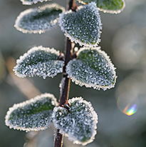 Givre Lonivera Nitida Mioulane NewsJardinTV