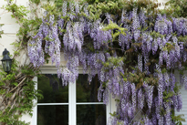 Wisteria sinensis Mioulane NewsJardinTV MAP 9N7B9984