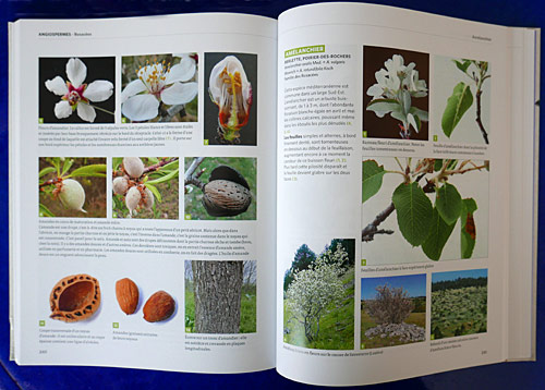 Dictionnaire arbres NewsJardinTV P1030517