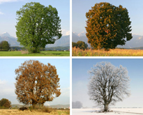 Arbre Saisons Flora