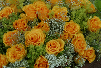 Bouquet roses Mioulane MAP 0002618