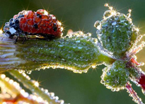 Coccinelle rosee