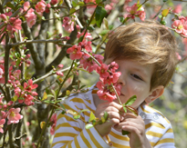 Enfant Chaenomeles MAP PAMI 130424260