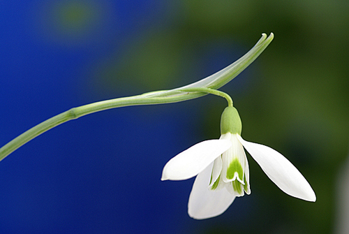 Galanthus Fleur Souplesse Flora