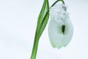 Galanthus Vignette Neige