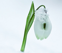 Galanthus Vignette Neige