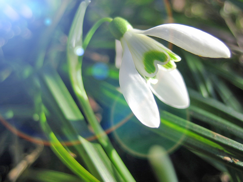 Galanthus effet lumiere