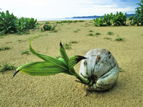 Germination cocotier Flora