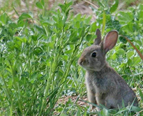 Lapin garenne Fauna