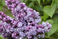 Lilas MAP ADE 100105085