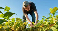 AGRICULTURE FLORA