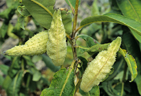 Asclepias cornuti Mioulane MAP NPM GIP0093029