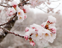 Cerisier Neige Fleur Flora