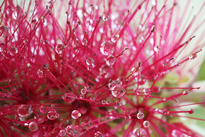 Rosee Callistemon Pasquel MAP NPA 070829138