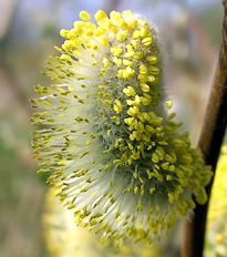 Salix caprea pendula Flora