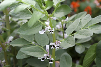 Vicia faba Mioulane MAP NPM 719516773