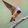 Hirundo rustica Fauna