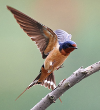 Hirundo rustica Fauna