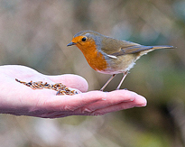 rouge gorge nourriture fauna