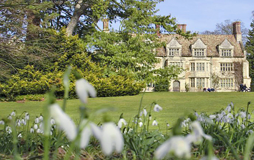 Galanthus Anglesey Abbey