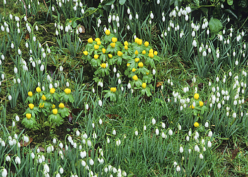 Galanthus Eranthis MAP CNI GIP160125023