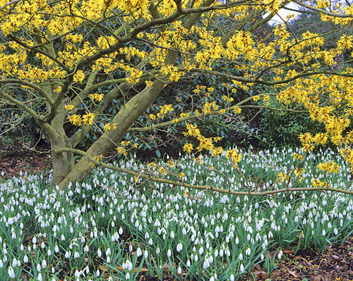 Galanthus Hamamelis MAP JMR GIP160125019