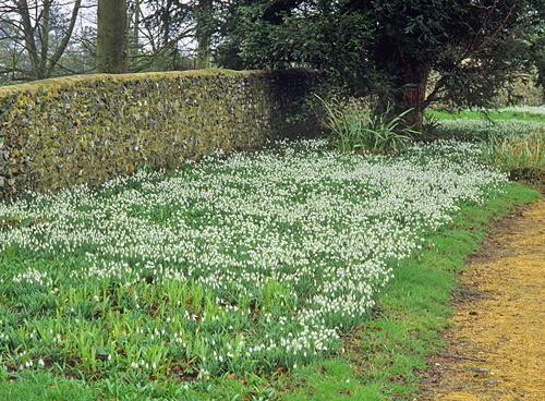 Galanthus Tapis MAP CNI GIP160125022