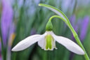 Galanthus Vignette MAP JMR GIP160125005