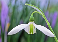 Galanthus Vignette MAP JMR GIP160125005