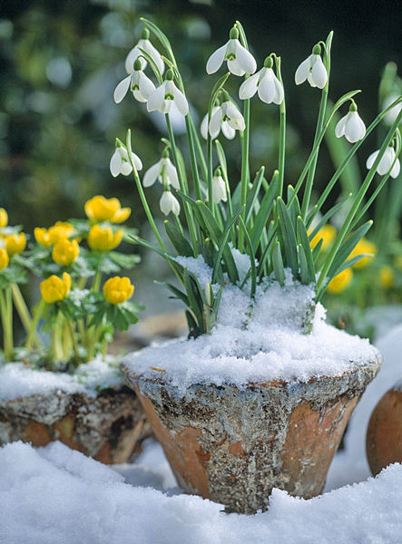 Galanthus neige MAP 20088650 FST