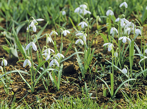 Galanthus nivalis Mioulane MAP NPM GIP160125026