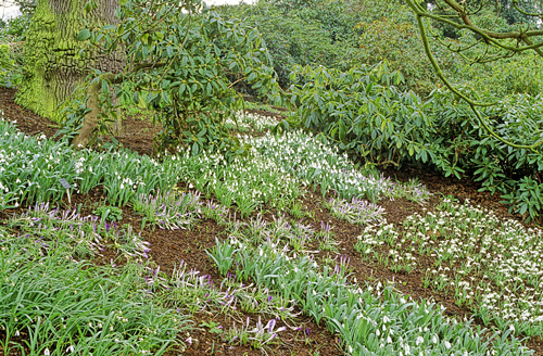 Galanthus tapis Sous bois MAP JMR GIP160125012