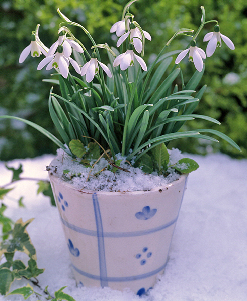 Potee Galanthus MAP 61014427 FST