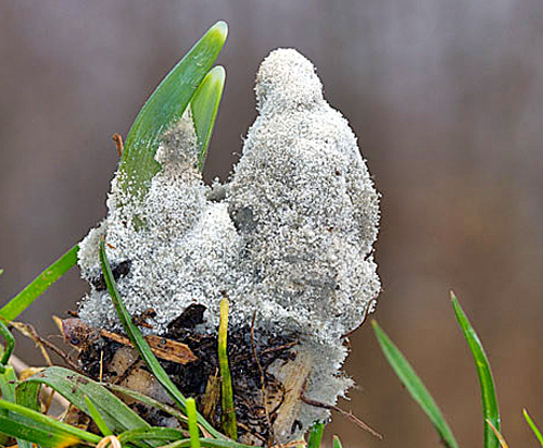 botrytis galanthina pourriture grise