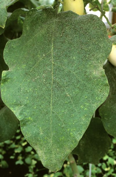 Aleurode Aubergine Mioulane MAP NPM GIP0071679