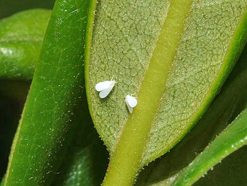 Aleurode Rhododendron