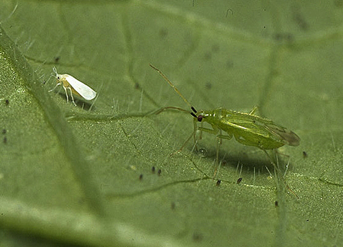 Macrolophus caliginosus