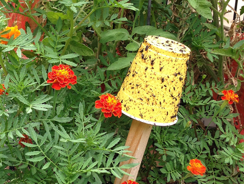 Piege Jaune Aleurode Flora