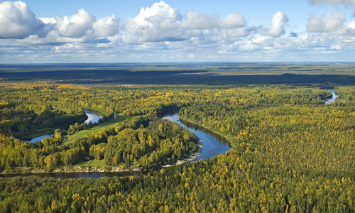 Foret Siberie Vasyugan