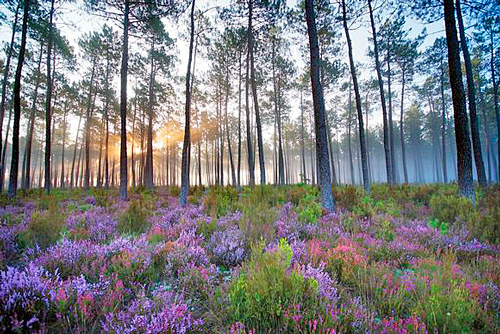 Landes foret