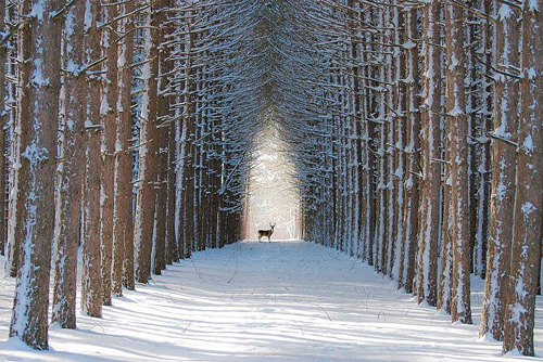 Quebec forest Canada
