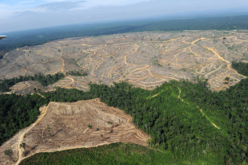 sumatra deforestation