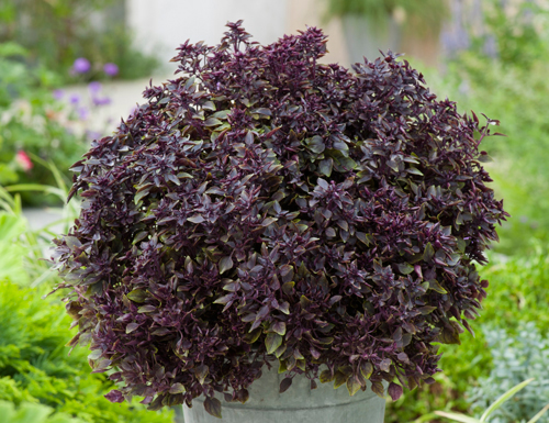 Ocimum basilicum Purple Ball